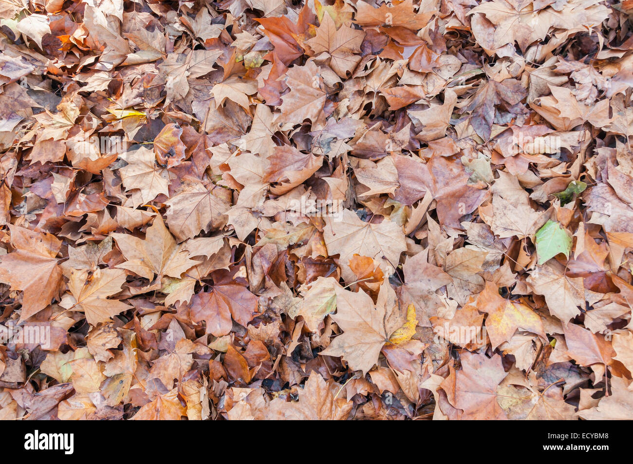 Hintergrund des Heaps des Herbstes gemacht verlässt Stockfoto