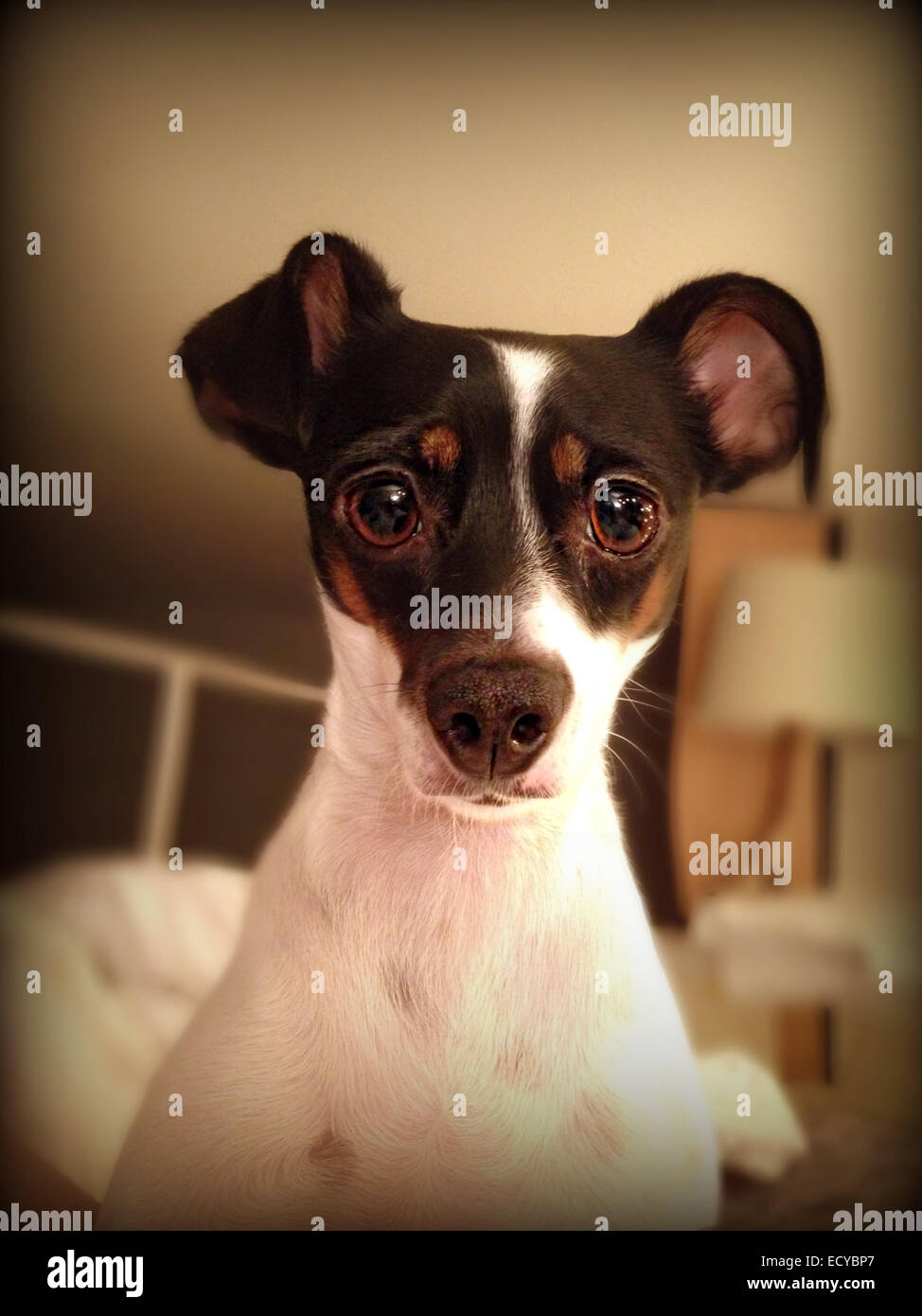 Nahaufnahme der Hund mit den traurigen Augen - Smartphone-aufgenommenes Stockfoto