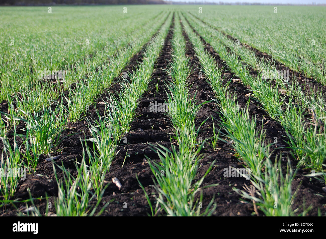 Vegetation des Winterweizens während der Frühjahrssaison. Stockfoto