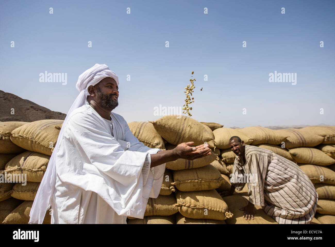 Sudanesische Mann fangen Faba Bohnen, Sudan Stockfoto