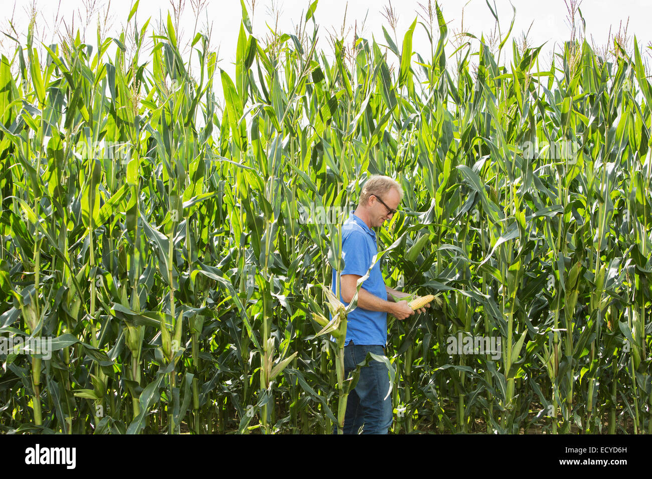 Landwirt Prüfung Mais wächst in Ernte Feld Stockfoto