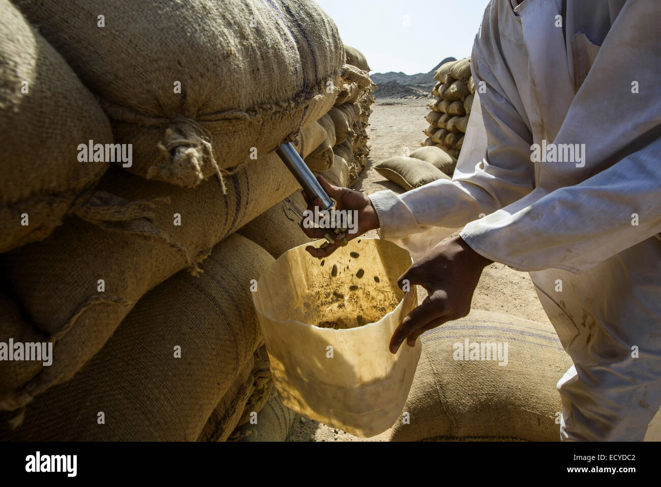 Herausnehmen der Faba Bohnen aus meschotschek, Sudan Stockfoto