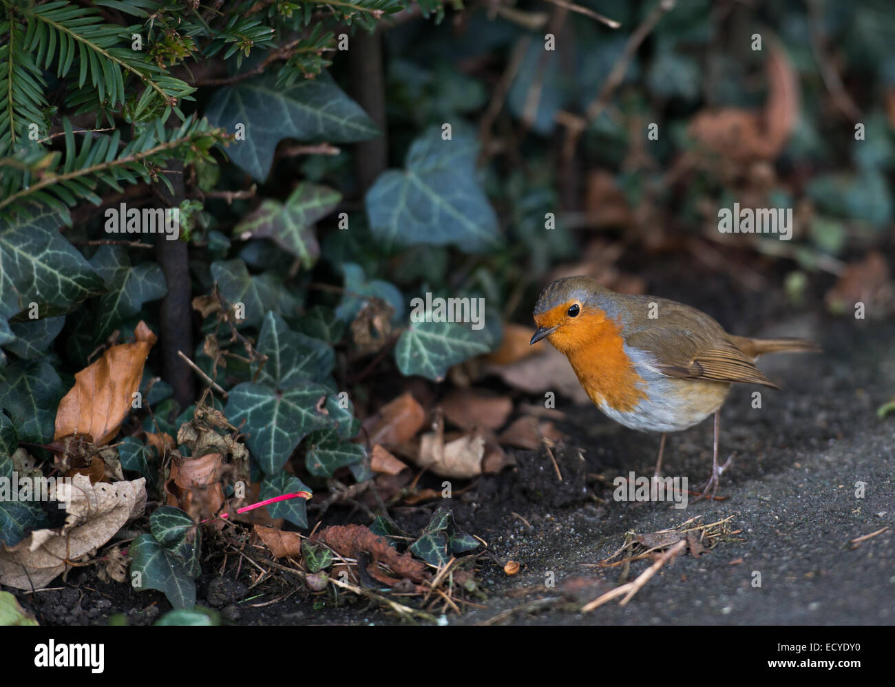 Eine schöne Robin-Capture in Guildford, Surrey Stockfoto