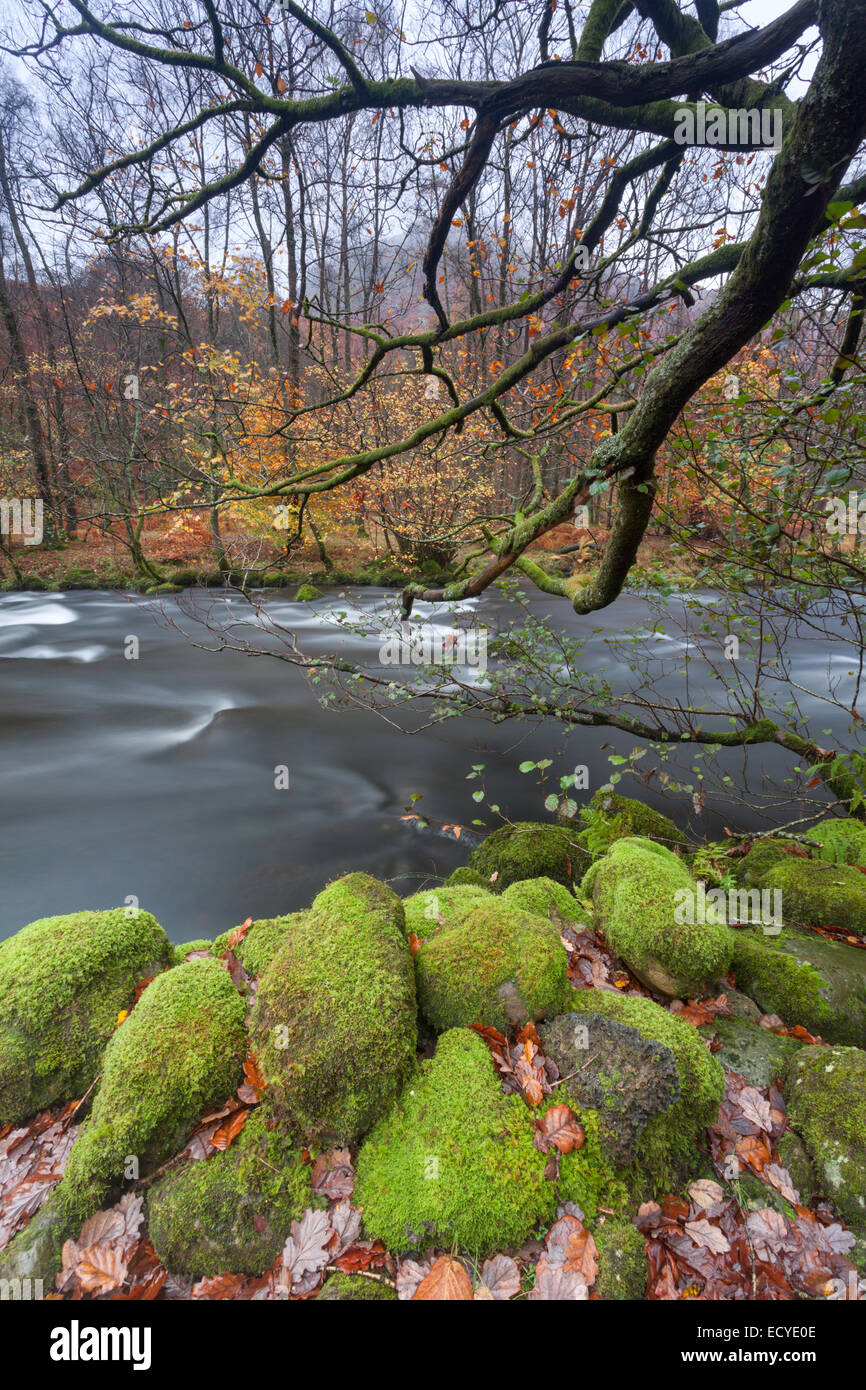 Fluß Rothay zwischen Grasmere und Rydal Wasser, Moos bedeckt Felsen Stockfoto