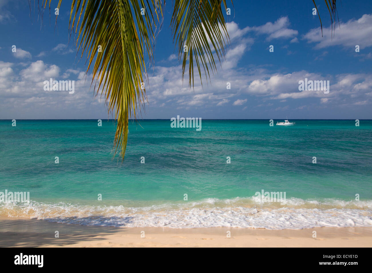 Palmen am Seven Mile Beach, Grand Cayman, Cayman-Inseln, West Indies Stockfoto