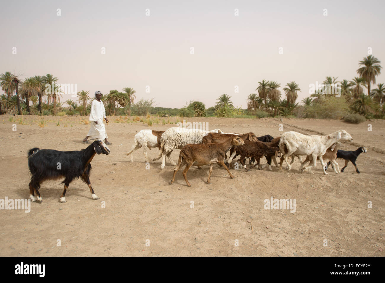 Ziegen-Herder in der Wüste Sahara, Sudan Stockfoto