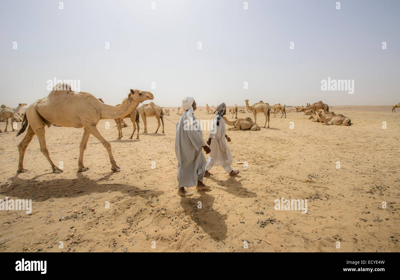Kamel Hirten der Sahara Wüste, Sudan Stockfoto