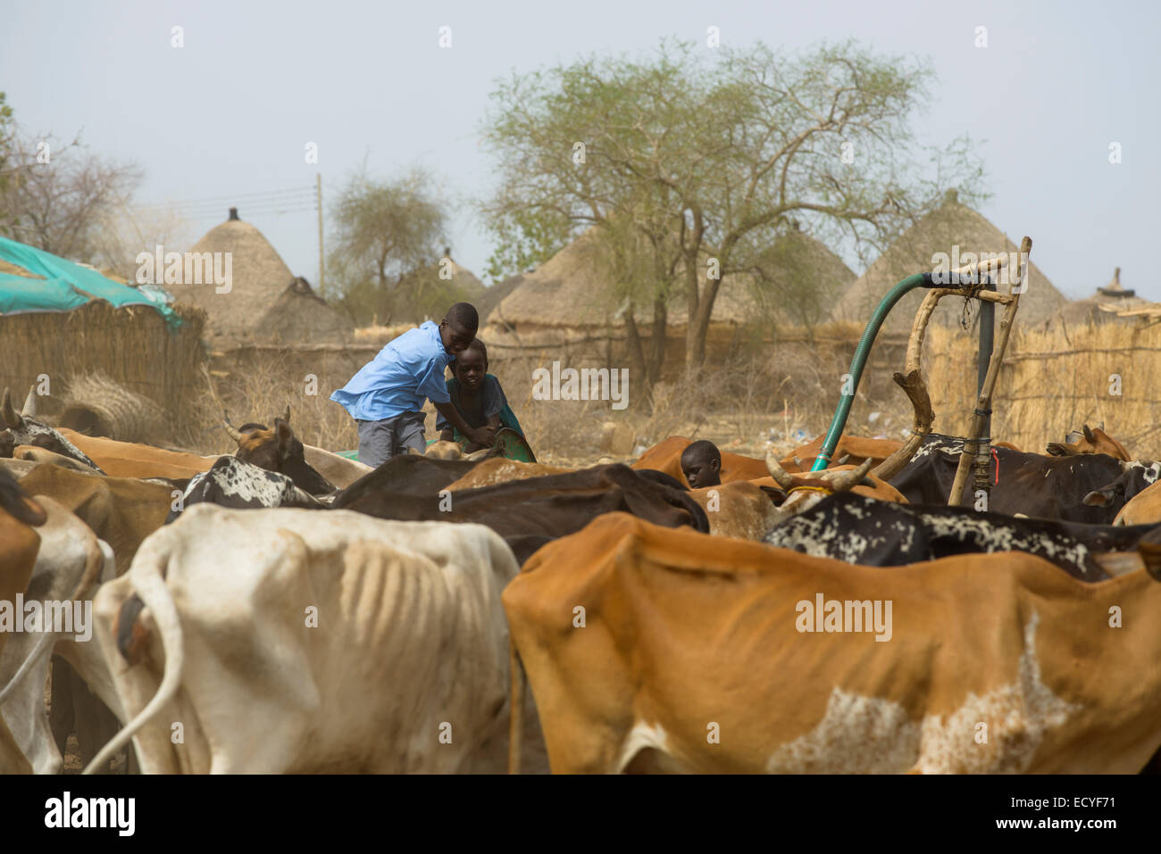 Jungen, die Vermittlung von ihr Vieh in der Sahelzone, Sudan Stockfoto