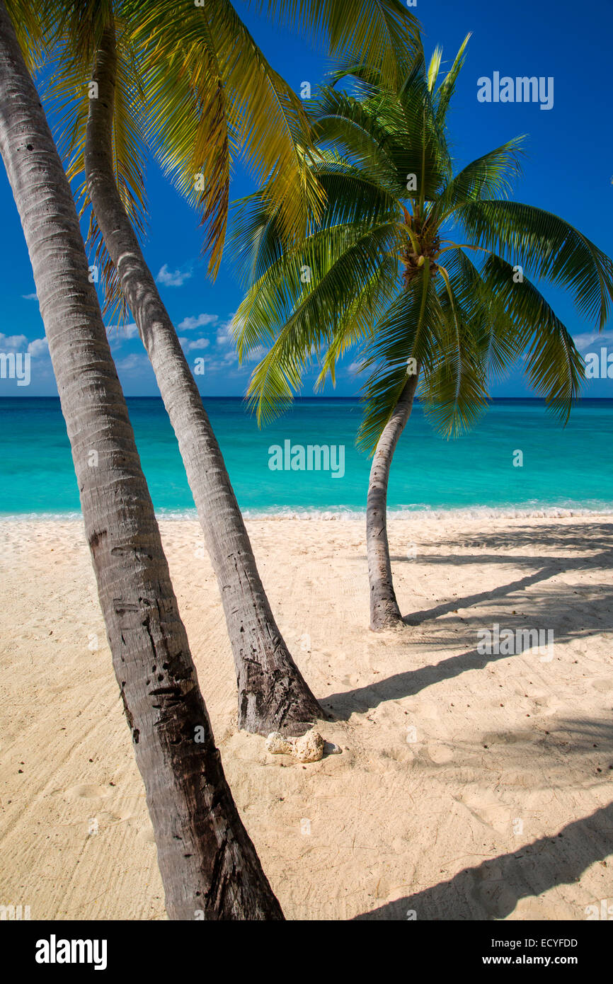 Palmen Sie und türkisfarbenem Wasser entlang Seven Mile Beach, Grand Cayman, Cayman-Inseln, West Indies Stockfoto