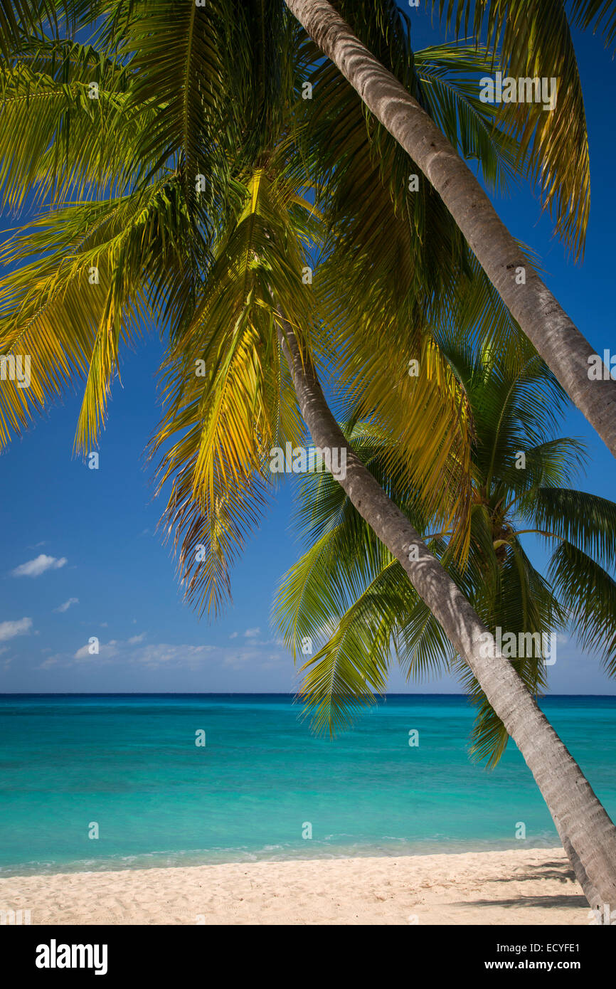 Palmen Sie und türkisfarbenem Wasser entlang Seven Mile Beach, Grand Cayman, Cayman-Inseln, West Indies Stockfoto