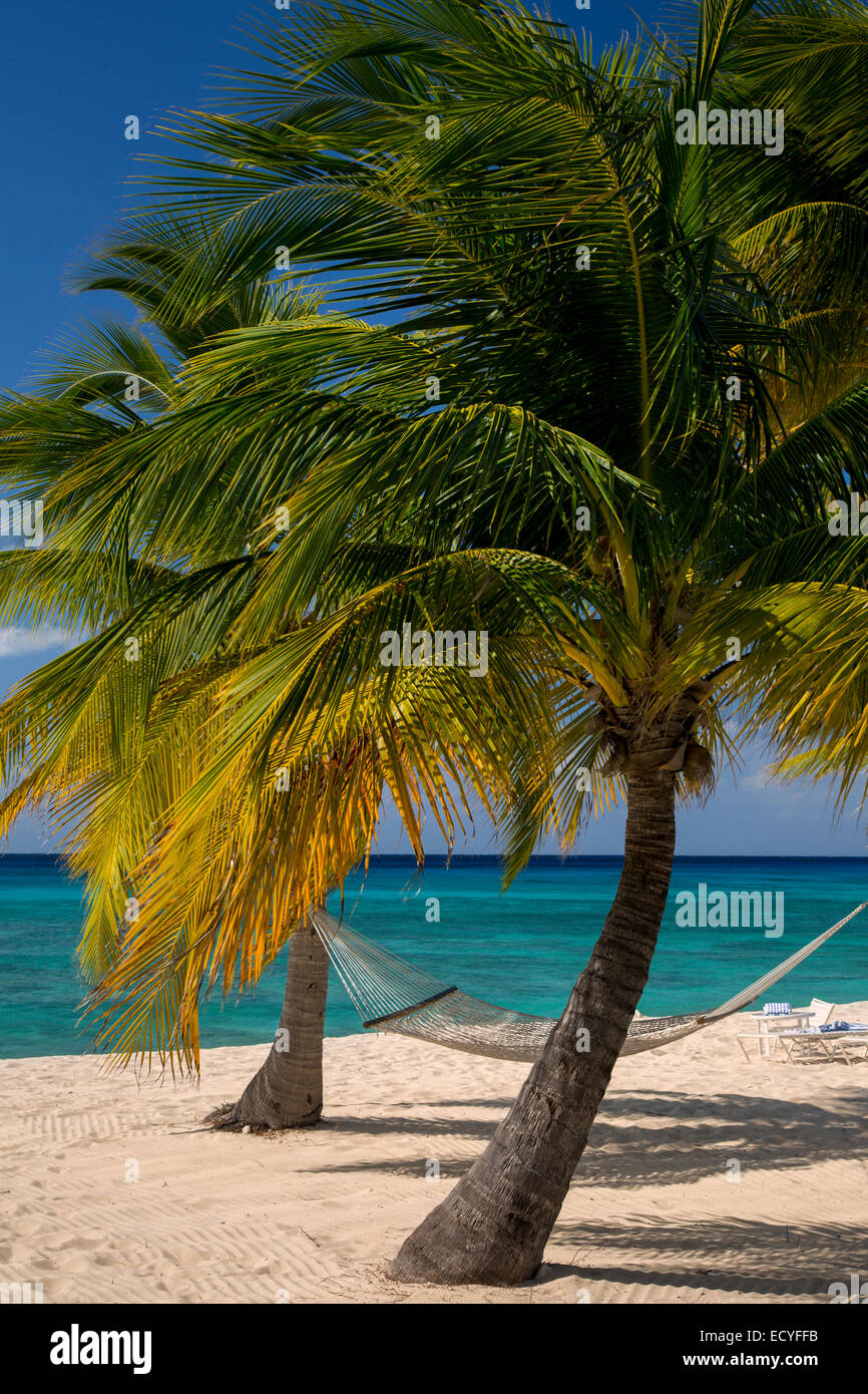 Palmen Sie und Hängematte entlang Seven Mile Beach, Grand Cayman, Cayman-Inseln, West Indies Stockfoto