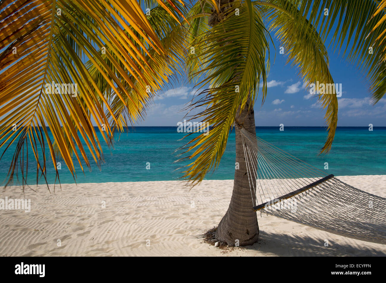 Palm-Baum und Hängematte entlang Seven Mile Beach, Grand Cayman, Cayman-Inseln, West Indies Stockfoto