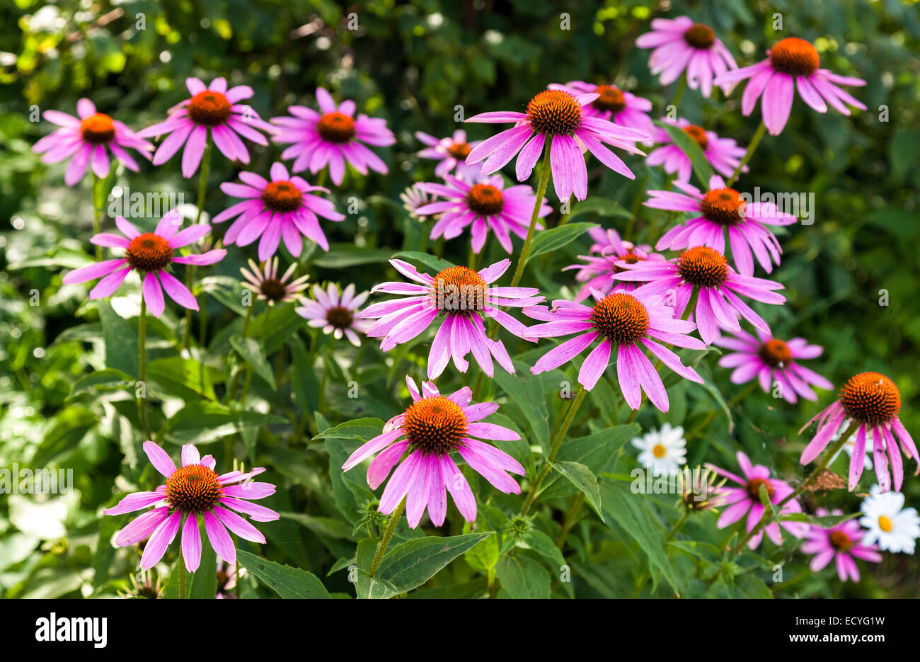 Rosa Echinacea-Blüten auf Grün Natur Hintergrund hautnah Stockfoto