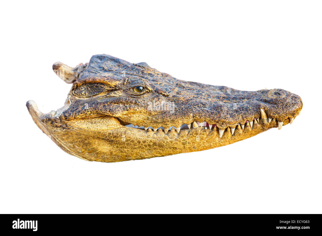 Krokodil Kopf auf weißem Hintergrund Stockfoto