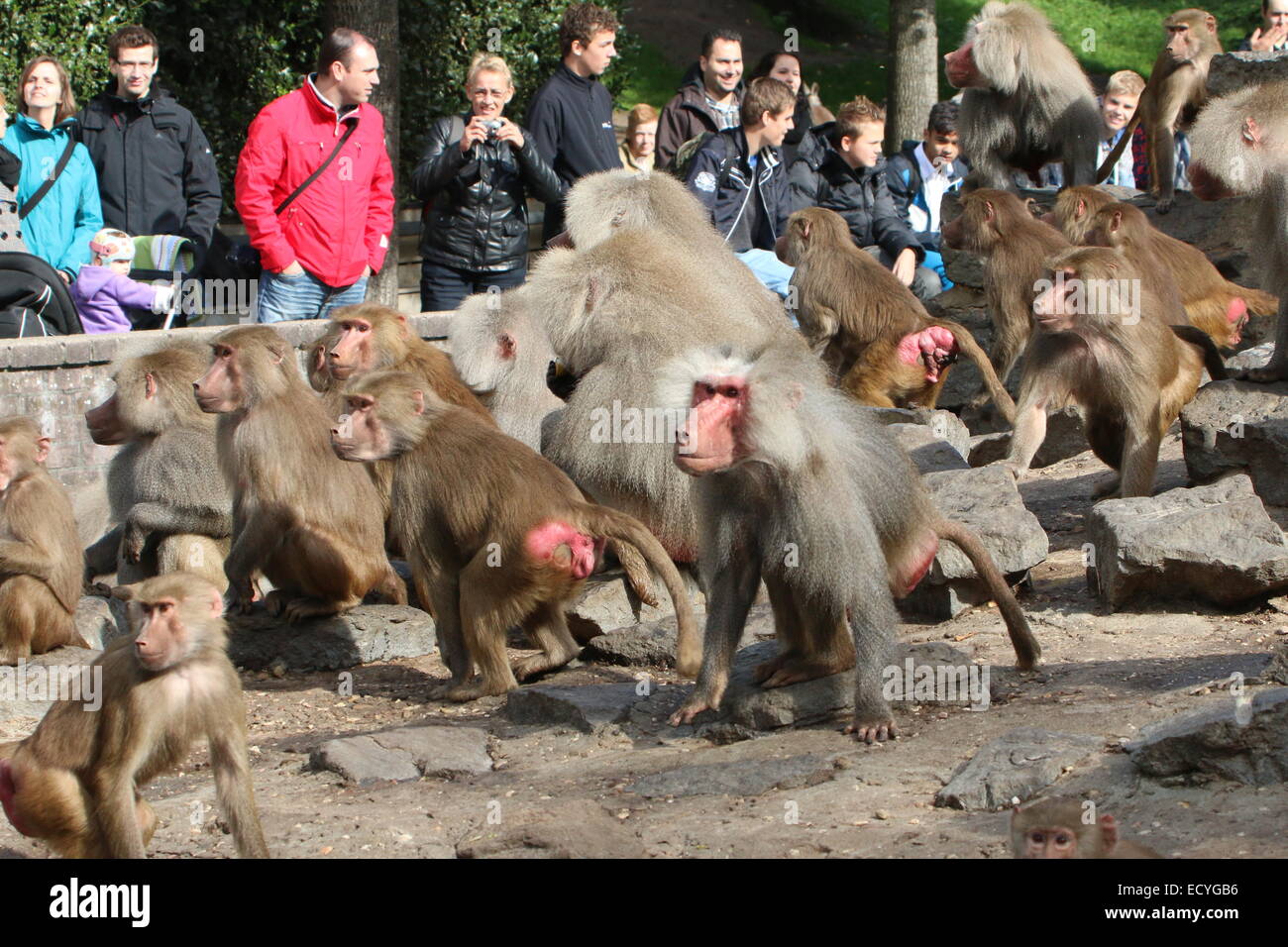 Zoo-Besucher, die gerade einer sehr großen Truppe von Hamadryas Paviane (Papio Hamadryas) im Emmen Zoo, Niederlande Stockfoto