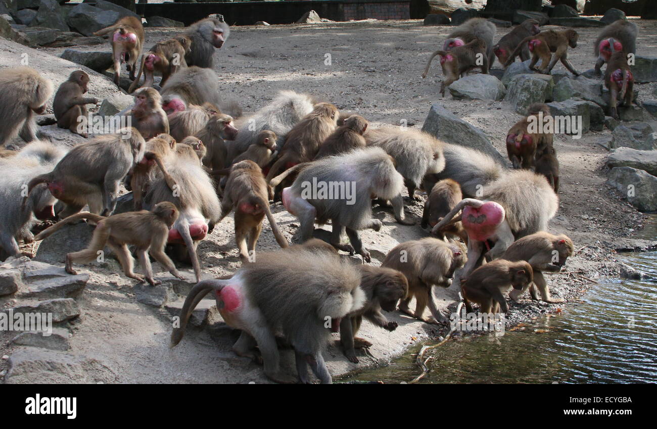 Sehr große Truppe von Hamadryas Paviane (Papio Hamadryas) im Emmen Zoo, Niederlande Stockfoto