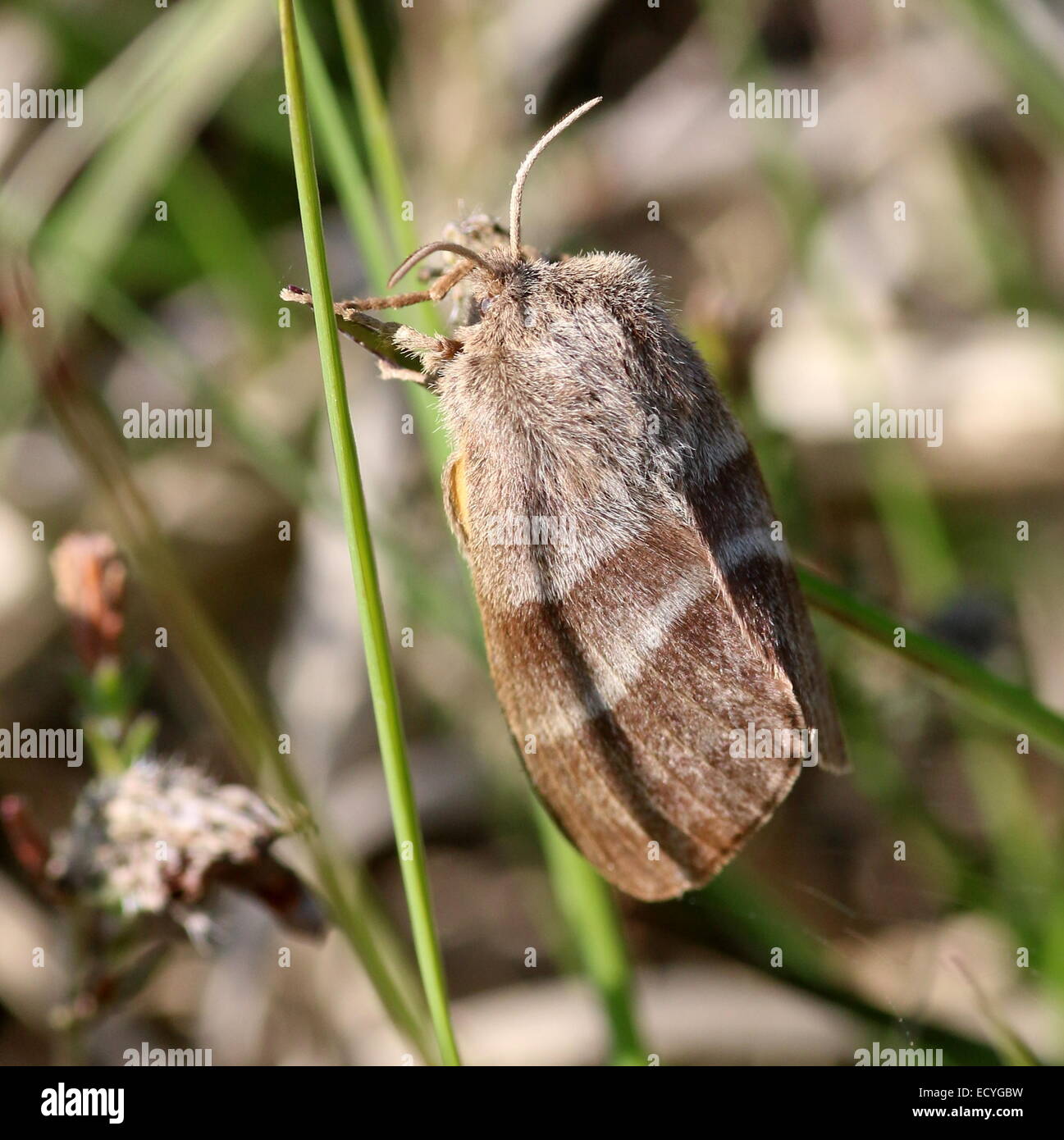 Nahaufnahme des Europäischen Fox Moth (Macrothylacia Rubi) Stockfoto