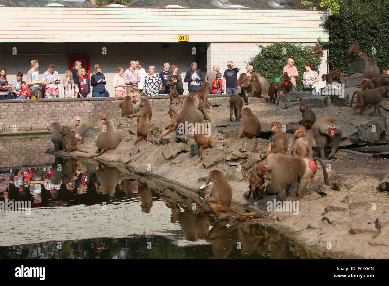 Zoo-Besucher, die gerade einer sehr großen Truppe von Hamadryas Paviane (Papio Hamadryas) im Emmen Zoo, Niederlande Stockfoto