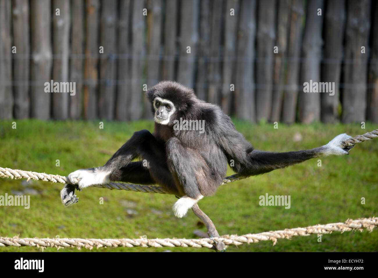 Schwarzen Gibbon sitzt auf dem Seil. Stockfoto