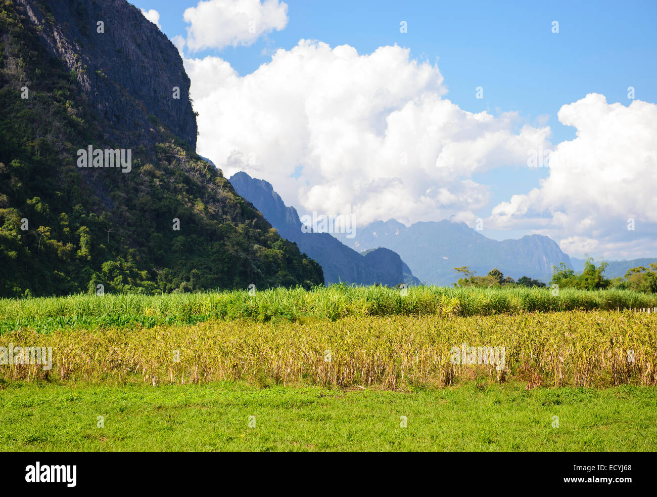 Mais-Feld an einem sonnigen Tag Stockfoto