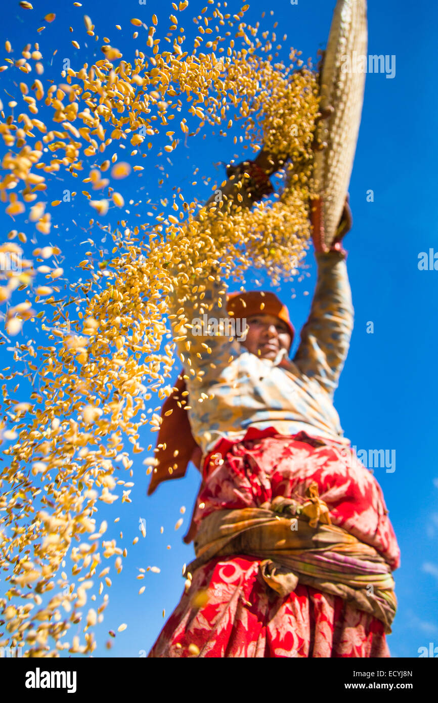 Landwirt Sichtung Korn in der Nähe von Kathmandu, Nepal Stockfoto