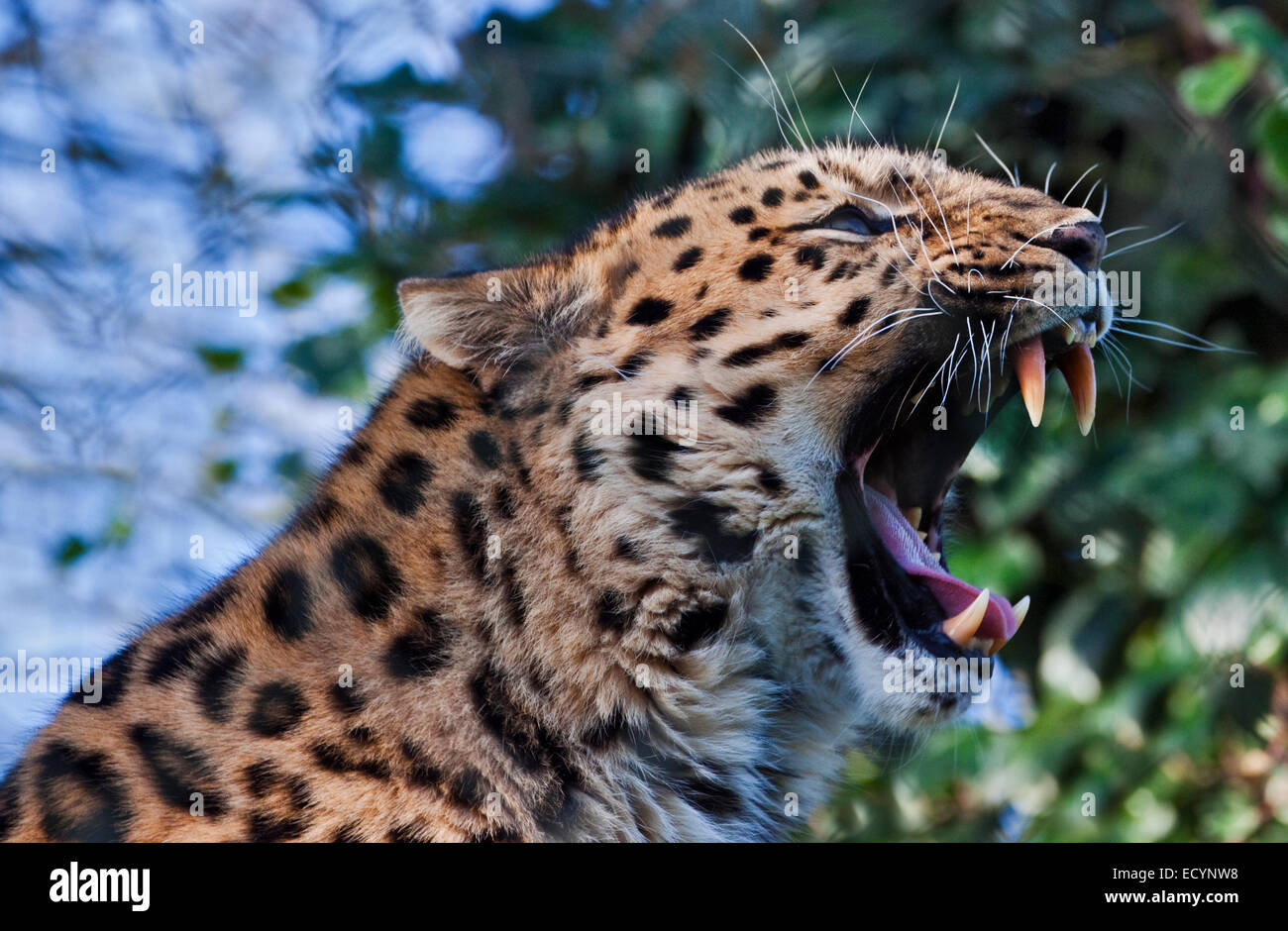 Amur-Leopard (Panthera Pardus Orientalis) Gähnen Stockfotografie - Alamy