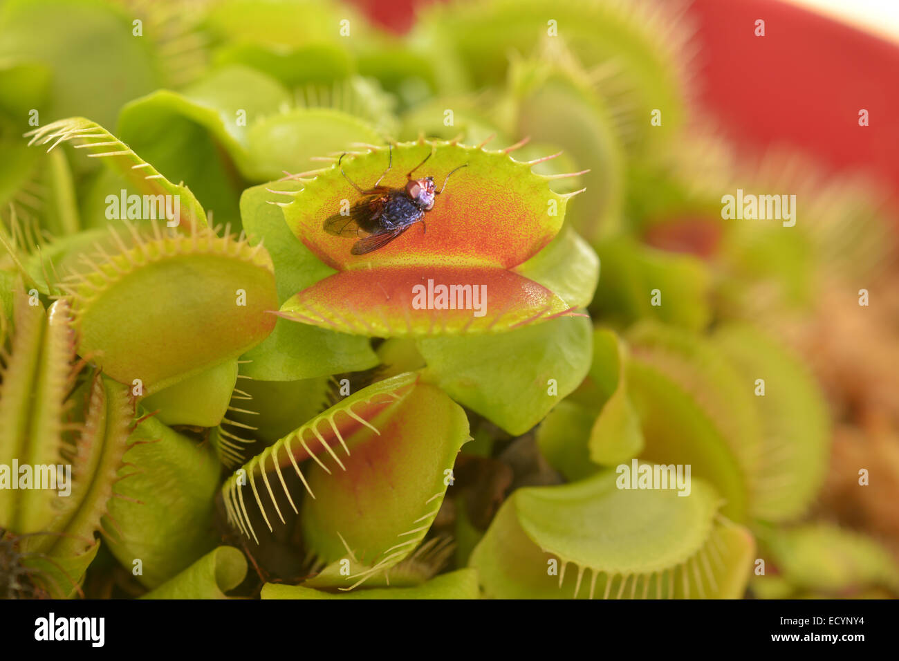 Venusfliegenfalle (fleischfressende Pflanze), Sekunden, bevor es eine  Fliege frisst Stockfotografie - Alamy