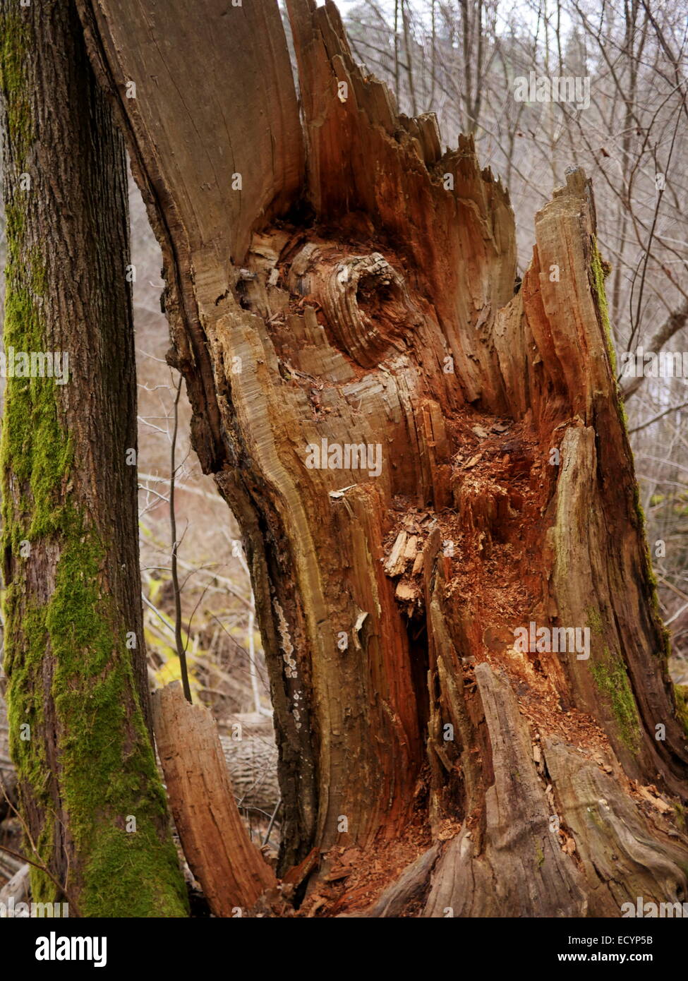 Gebrochenen Baum im Berg Holz Stockfoto