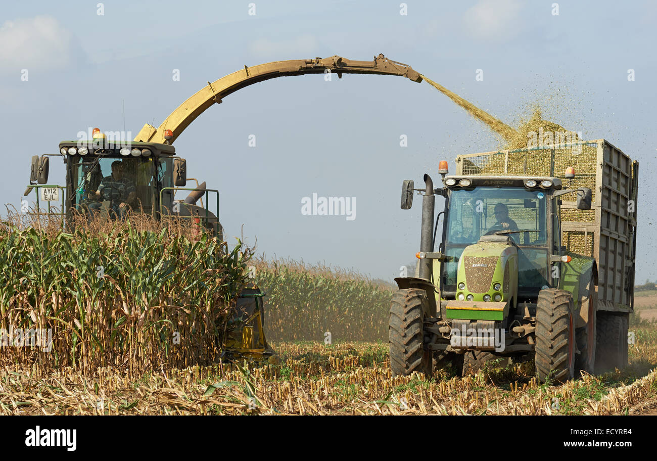 Mais für Biogasanlagen, Butley, Suffolk, England geerntet. Stockfoto