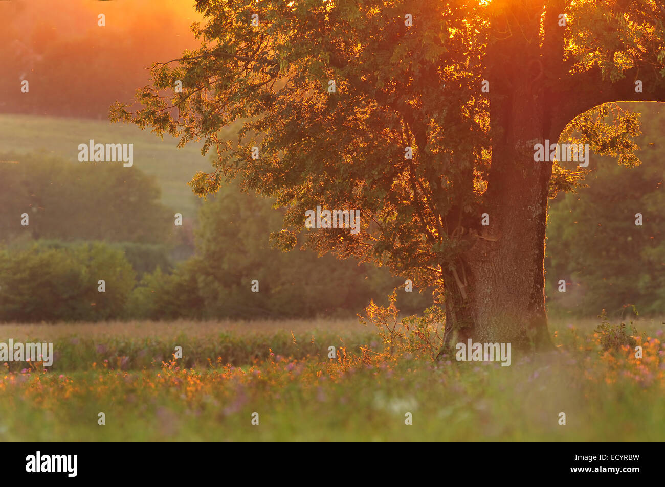 Baum bei Sonnenuntergang Stockfoto