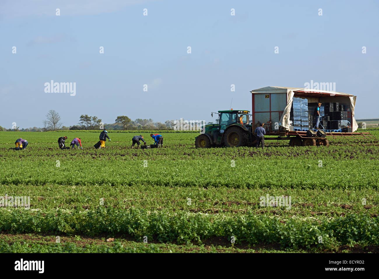 Arbeitsmigranten aus Osteuropa Salat auf einer englischen Farm ernten Stockfoto