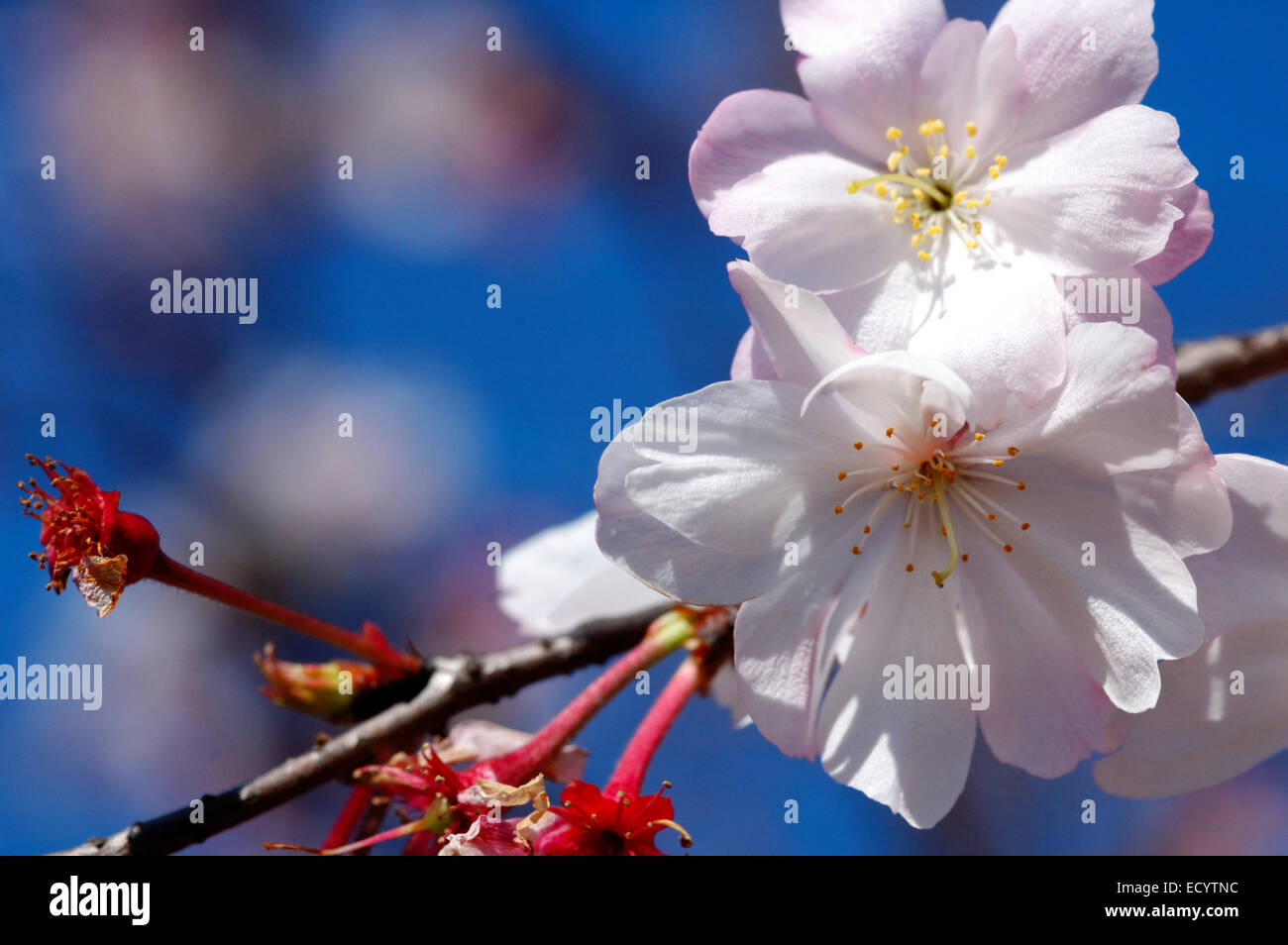 Kirschblüten-Blüten im Frühjahr. Stockfoto