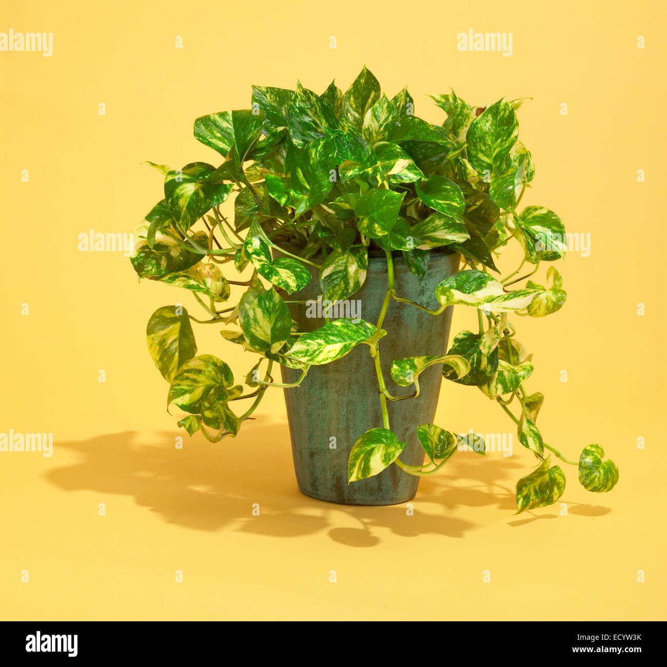 Philodendron Zimmerpflanze in grn und gelb mit gelben Pflanze  Stockfotografie - Alamy
