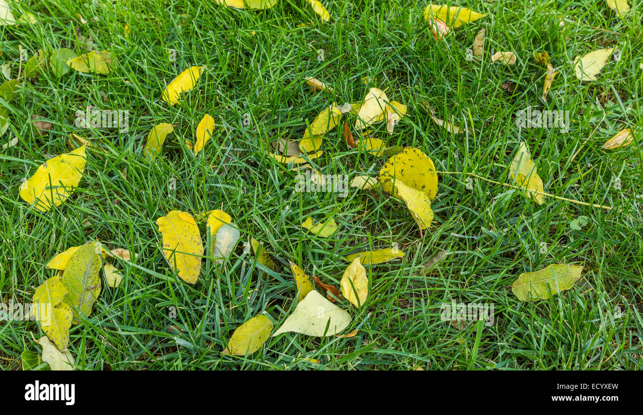 gelbe Blätter auf Rasen Stockfoto
