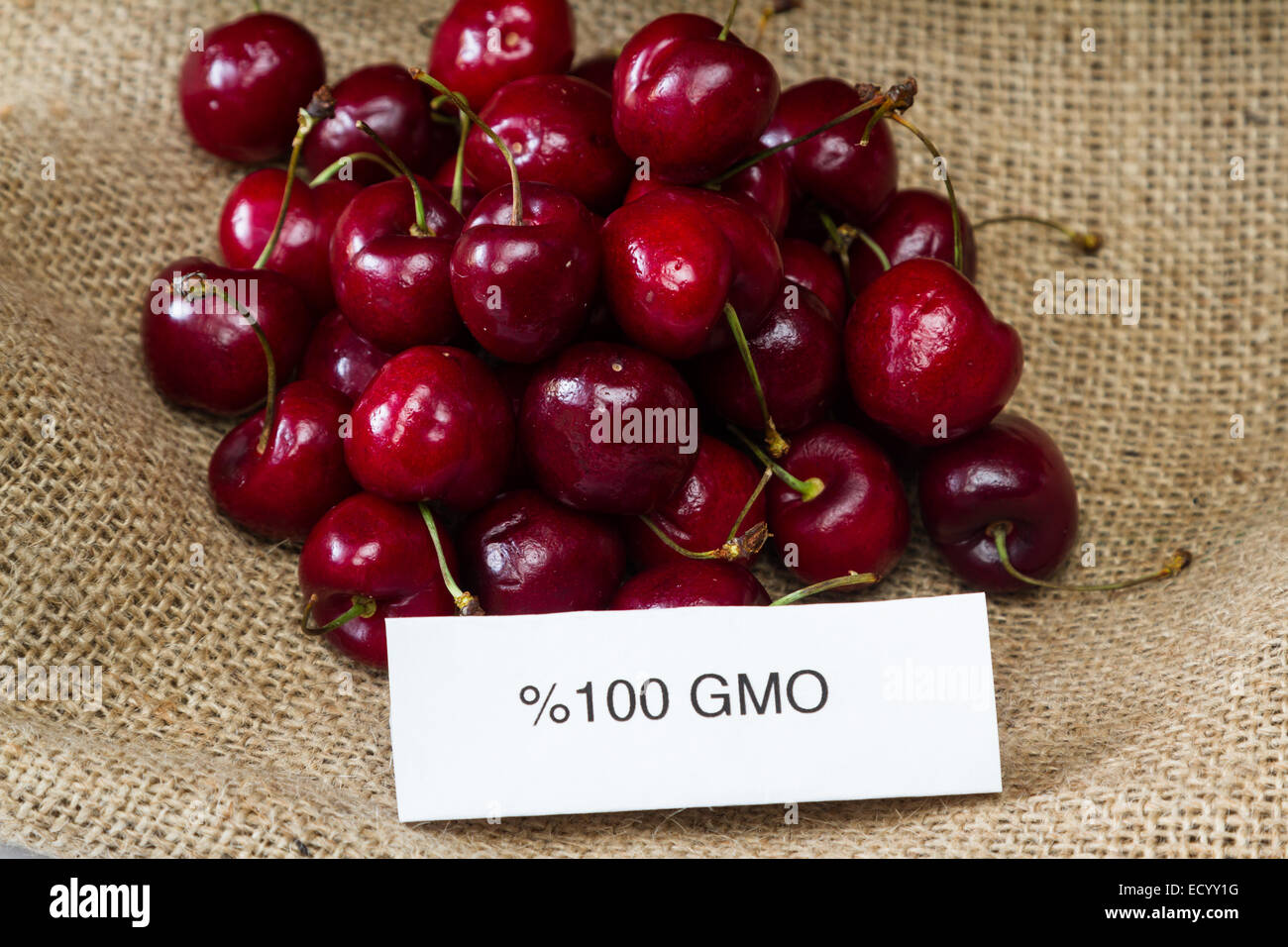 Lebensmittelkennzeichnung-Konzept mit leuchtend roten Kirschen und ein GVO-label Stockfoto