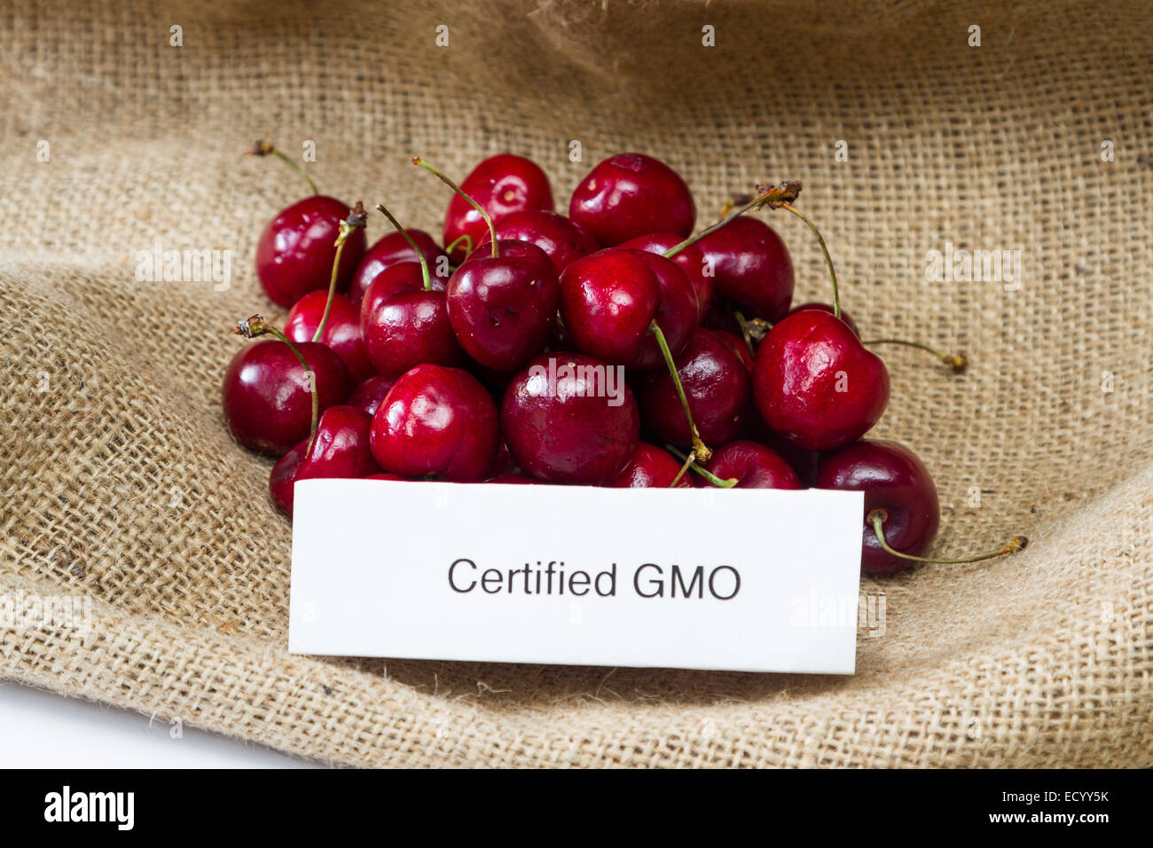 Lebensmittelkennzeichnung-Konzept mit leuchtend roten Kirschen und ein GVO-label Stockfoto