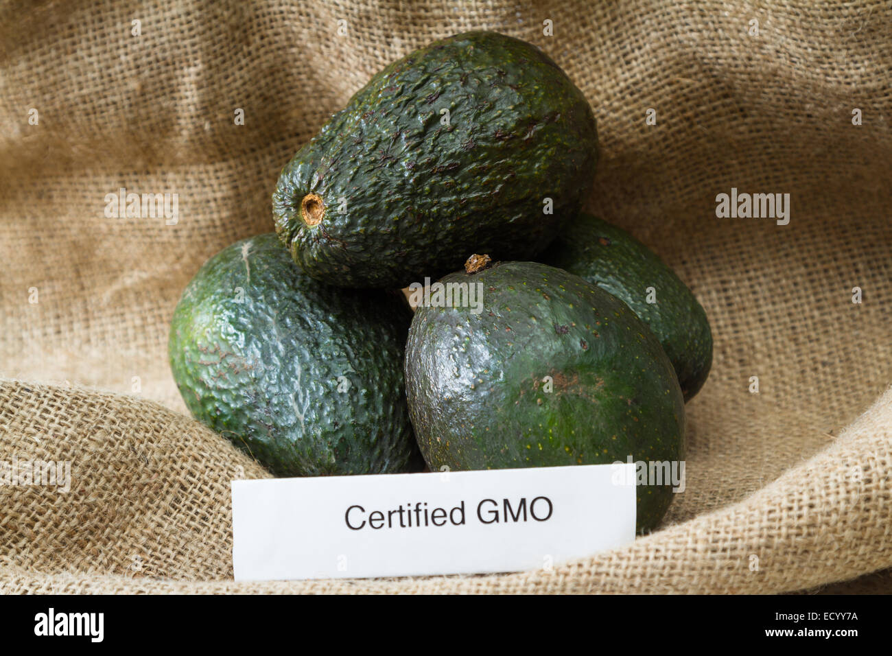 Lebensmittelkennzeichnung-Konzept mit frischen Avocados und ein GVO-label Stockfoto