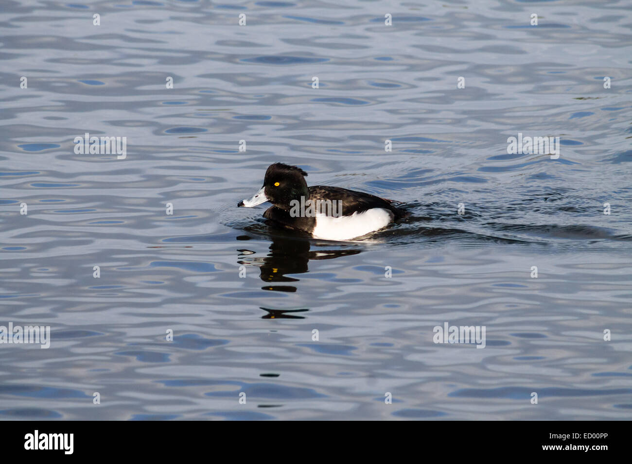 Gemeinsamen Goldeneye (Bucephala Clangula), mittlere Meer Ente, Schwimmen im Teich. Stockfoto