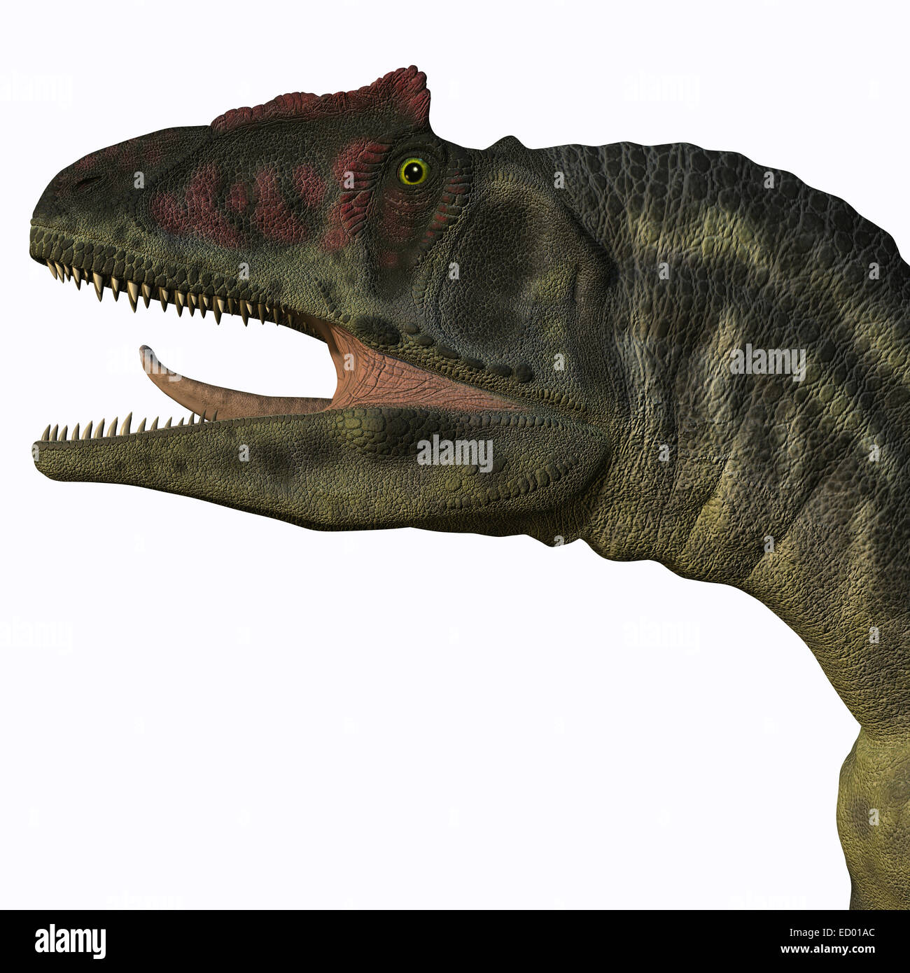 Allosaurus war ein fleischfressender theropoder Dinosaurier in der Late Jurassic Zeitraum of North America. Stockfoto