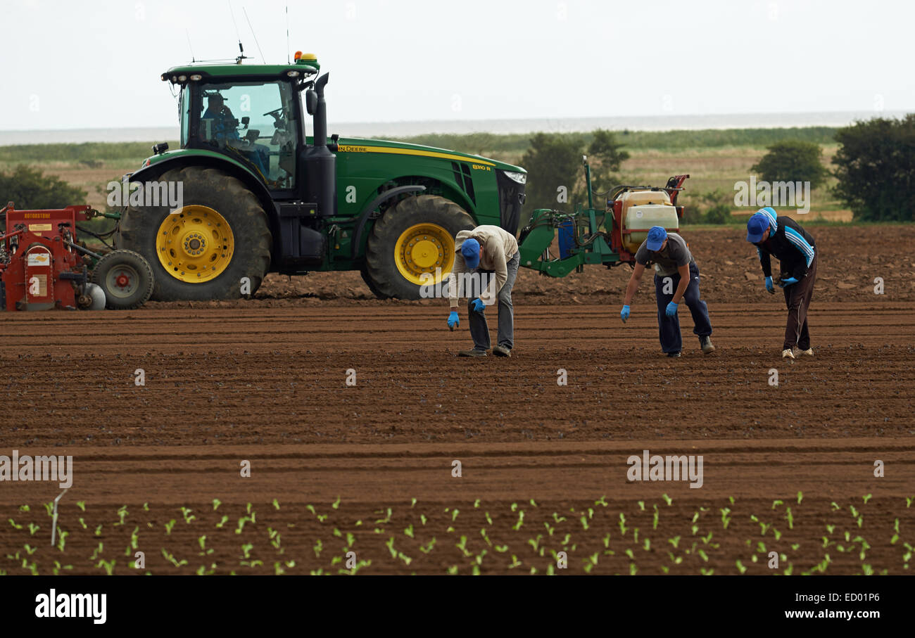 Arbeitsmigranten aus Osteuropa Pflanzung Salat auf einer englischen farm Stockfoto
