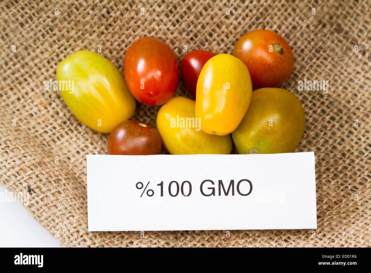Nahaufnahme von Tomaten mit einem GVO-Label für Verbraucherinformation Stockfoto