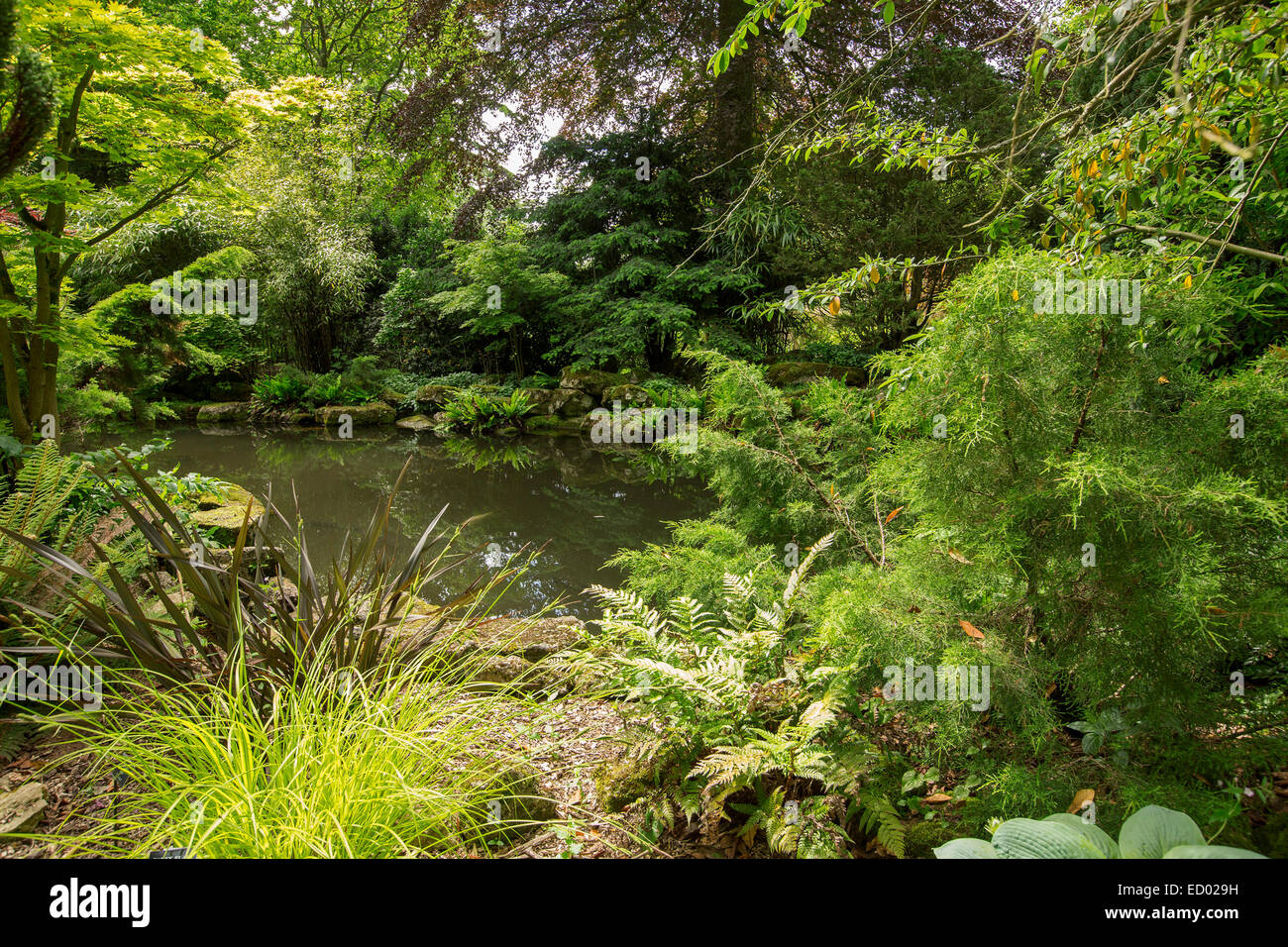 Großer Teich, umgeben von dichten üppigen Smaragd Vegetation im Secret Garden in Blenheim Palace, England Stockfoto