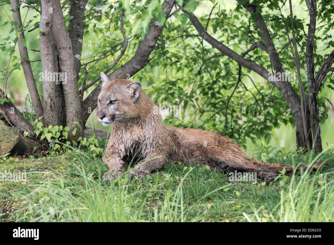 Schlammigen Cougar, in der Nähe von Sandstein, Minnesota, USA Stockfoto