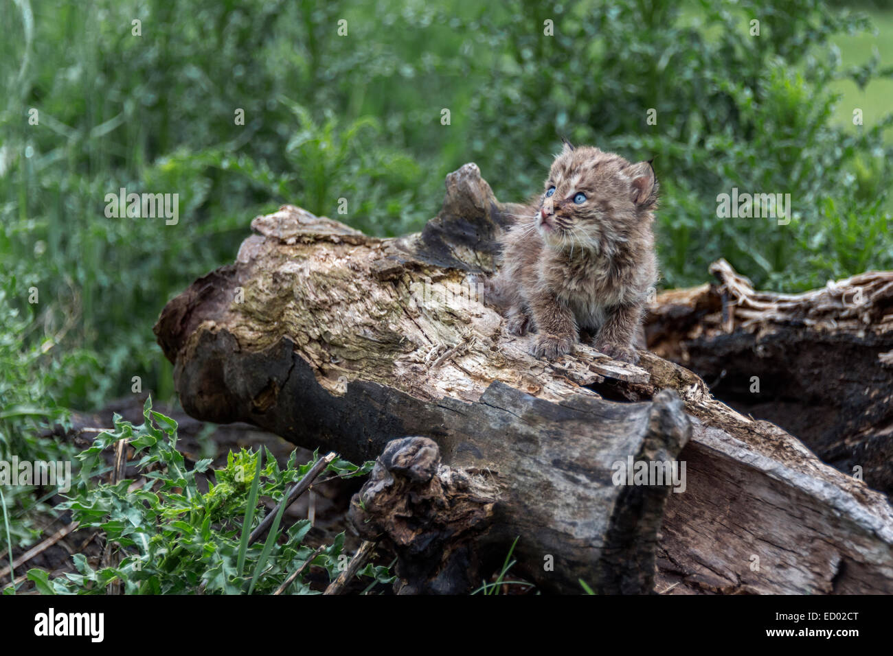 Kleinen Bobcat Kätzchen in einer großen Welt, in der Nähe von Sandstein, Minnesota, USA Stockfoto