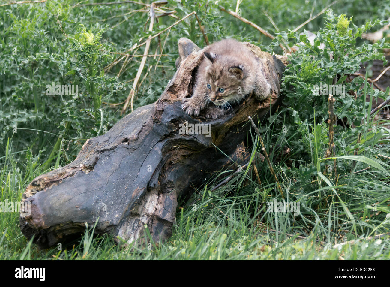 Junge Bobcat Kätzchen aus einem hohlen Protokoll, in der Nähe von Sandstein, Minnesota, USA Stockfoto