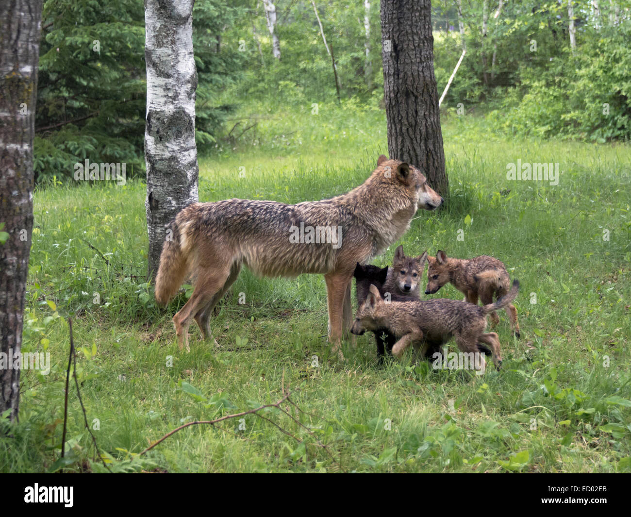 Grauer Wolf stehen im Regen mit vier Welpen, in der Nähe von Sandstein, Minnesota, USA Stockfoto