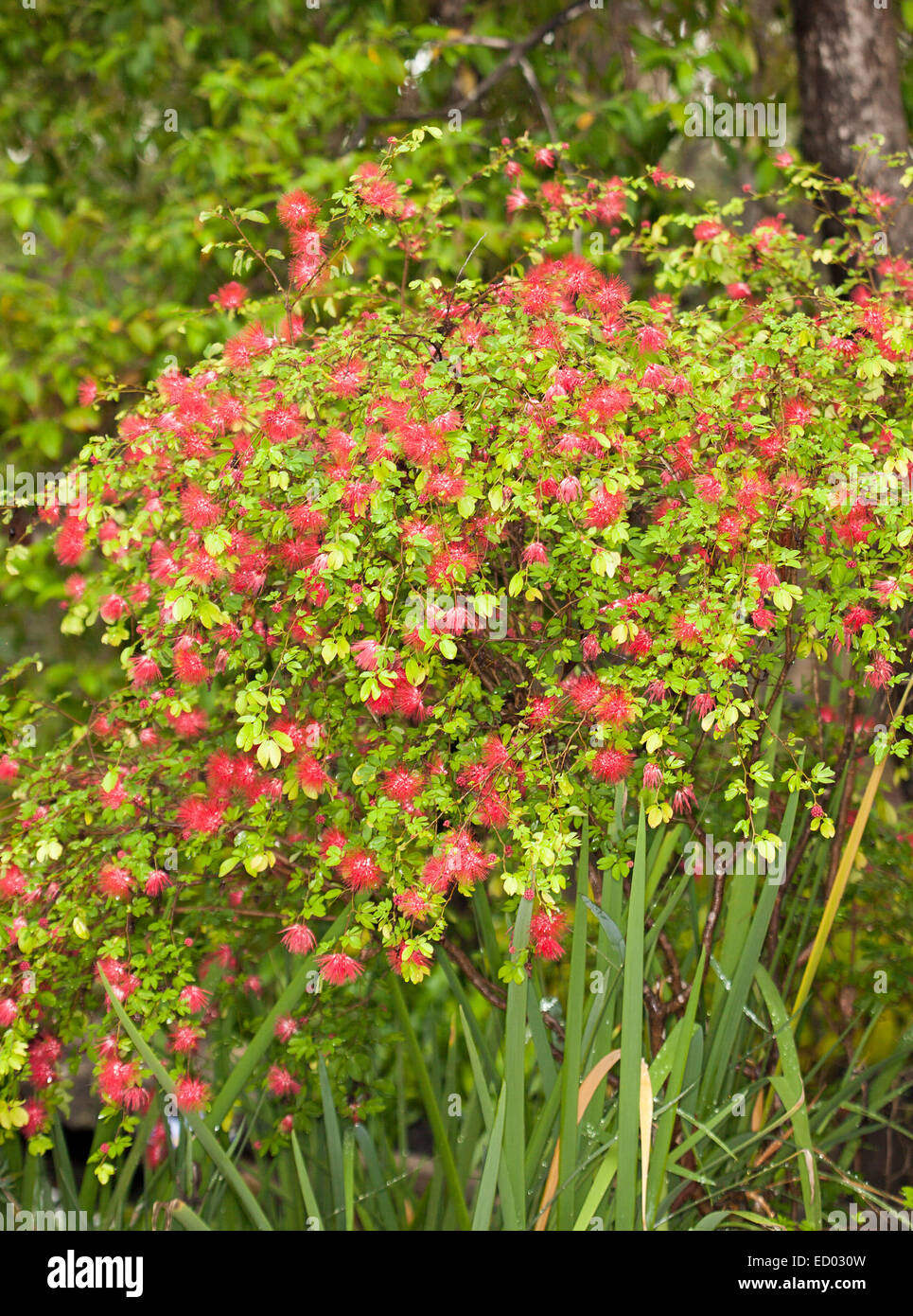 Attraktive Strauch, Calliandra erröten Pixie, Puderquaste Busch, bedeckt mit Masse von leuchtend rosa / rot Blumen & Smaragd Laub Stockfoto