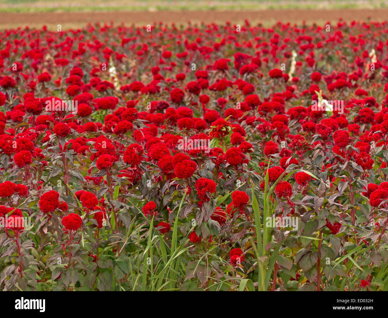 Feld mit riesigen und beeindruckenden kommerzielle Ernte von leuchtend roten Blüten der Celosia Cristata für den Einsatz in Schnittblume / Blumenhändler Handel Stockfoto