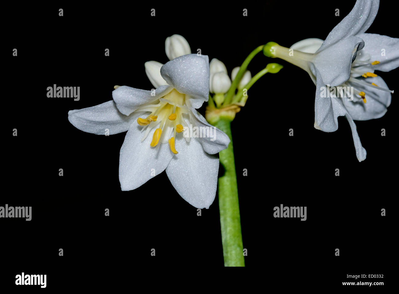 Weiß duftenden Blüten der Proiphys Cunninghamii Sy Eurycles, Brisbane Lily auf hohen grünem Stiel auf schwarzem Hintergrund Stockfoto