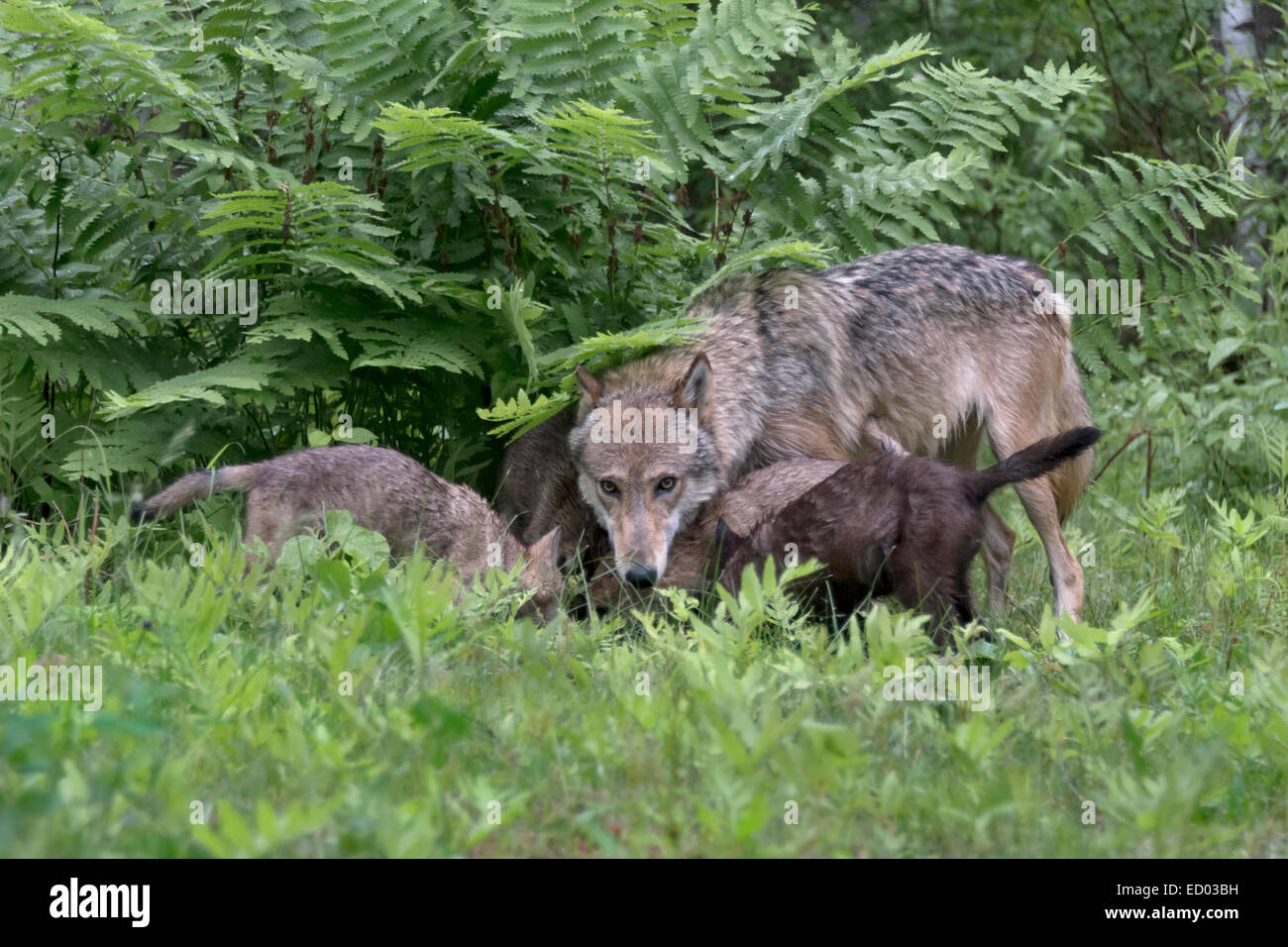 Grauer Wolf im Farne mit Welpen, in der Nähe von Sandstein, Minnesota, USA Stockfoto